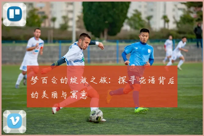 梦百合的绽放之旅：探寻花语背后的美丽与寓意